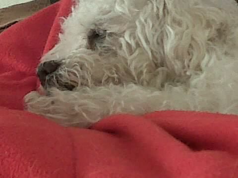 Must love dogs. Sharks supporter, love Alonzo
