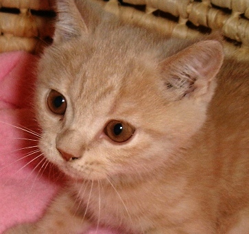 山形でペットショップをやっております。ブログに、犬と猫との生活を綴っております。『店長の犬猫な日々』よろしくお願いします。https://t.co/UHP5LW10HK