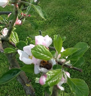 A blog from an English country garden