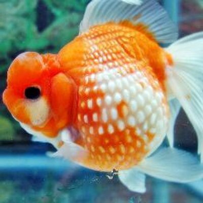 Ikan Koki Kokiikan Twitter