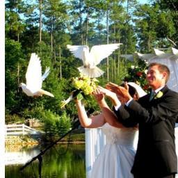 Release White Doves for special events. My doves return home after the release. 754.423.0531