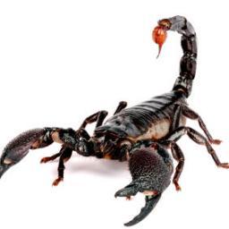 Scorpion King Profile