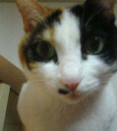 Horivish's profile picture. 都内であくせく働いています。噂話と猫が好きです。時々ほうとう屋のバイトリーダーになったりもします。