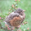 Ashley Sattler - @PixelCrumpet - Twitter