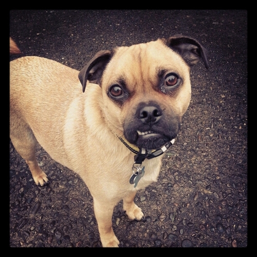 BuoyTheDog's profile picture. Dire Jug (Pug/Jack Russell/Manticore) ...  @jugbo's familiar. I love eating exotic cheeses and used kleenex. And when I sleep I look like a croissant 🥐