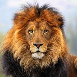 Fuck poachers; fuck materialism; fuck corporations; fuck pollution; fuck deforestation; fuck animal abuse; fuck conformity; fuck religion; FUCK HUMANITY