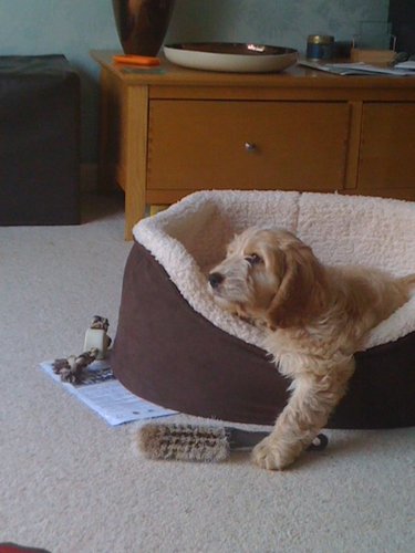 FarleyPuppinton's profile picture. Cocker-Poo enjoying being naughty and Barking at the Postie. Dont like Bath time, Or that Bloody Churchill Dog off the telly! FAKE!!!