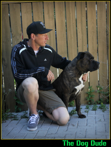Walker and Trainer of dogs in the GTA since 1992.