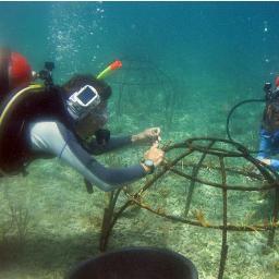 Coralbots's profile picture. Combining marine biology, autonomous robotics, swarm intelligence & machine vision, we are attacking key environmental issues. First:: coral reef restoration.