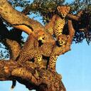 Peter Harrison - @peterthelionman - Twitter