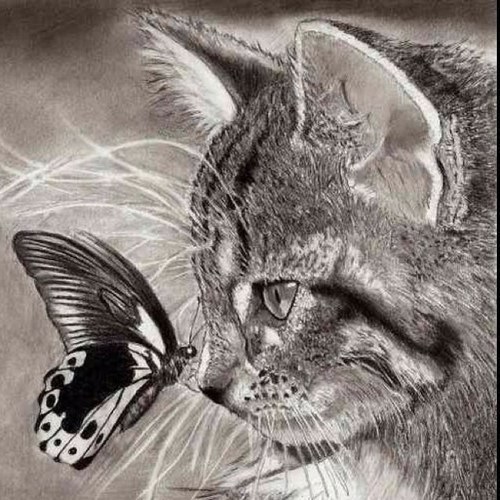 Сертифицированный коуч. Вознесённый Мастер. Шамбра