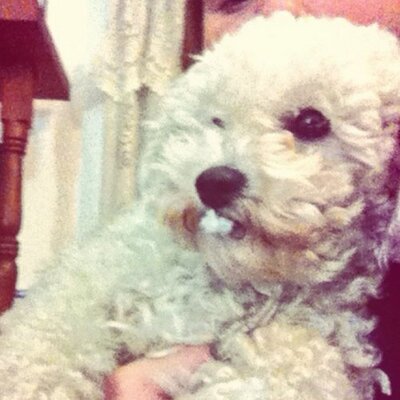 Profile Picture of Gariana (@gary_bernhardt) on Twitter