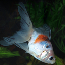 Myrtle Crane - @finickygown0 - Twitter