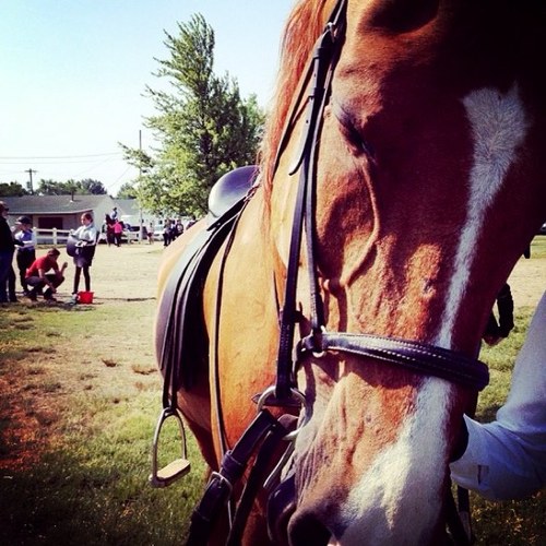 queen of saddlebreds. dont mess with us. the only place i ever want to be is the barn. #saddleseatprobs #equestrianlife