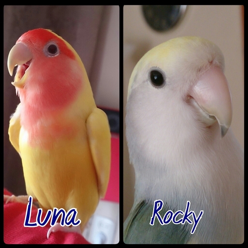 Luna_Rocky3's profile picture. [ Agapornis ] [ Roseicollis ] [ 3 jaar oud ] [ Lovebirds ] [ gescheiden ] [Rocky the female ] [ Luna the man ]