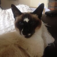 Elaine Smith (@elainedotsmith) 's Twitter Profile