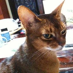 越谷アルファーズと浦和レッズに関心ありもDAZN高すぎ。猫は好きでも嫌いでもない同居人でした。 2児の父です。