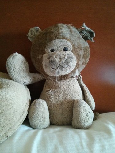 Hi, I'm Roxy Raye's 26 year old favorite teddy bear that goes everywhere she does. Follow me and see where I'll end up popping up next!