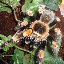 Welcome to Thorney Critters. Follow us on our journey as we begin to breed tarantulas and reptiles. UK based