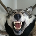 Zachary (@armidillos) Twitter profile photo