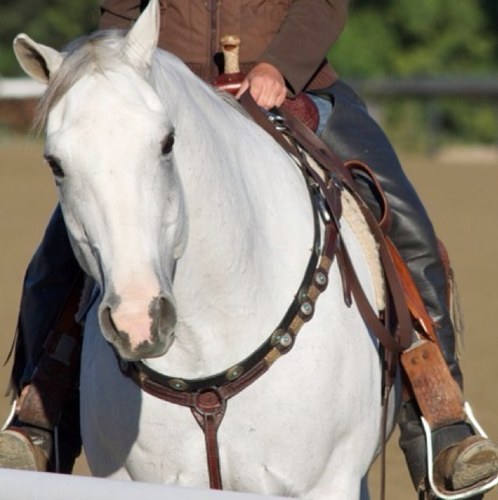 My official job is chaperone for the racehorses for my mom and dad, my unofficial job is as a celebrity
