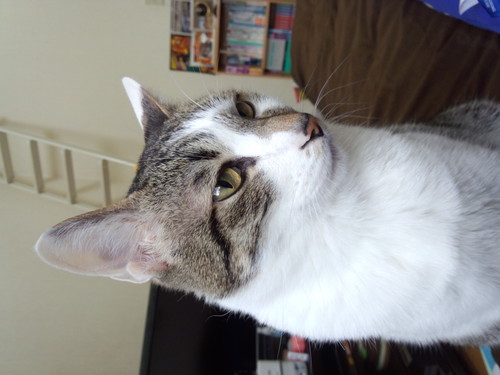 daiki_1108's profile picture. 独断と偏見でツイートしていきます！よろしく(^^)