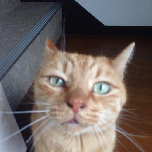 mameoleon's profile picture. フェルデンクライスメソッド・プラクティショナー(徒手療法士)、ギタリスト、ラジオファン、ロックなどのライブを楽しんでます。主語"私は"の想いをつぶやいてます RNラッキーラキオ