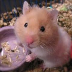Kami menjual beberapa jenis hamster dengan berbagai varian,harga murah dan bisa diantarkan langsung ke rumah anda #wilayahmakassar
Just mention it! Pin 26911F8C