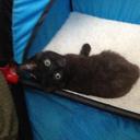 Darla Ness - @mouseforce - Twitter