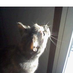 ~* if you can't find the 🌞 be the 🌞 *~
Author. Storyteller. Artist. Cat rescuer. She/Her.