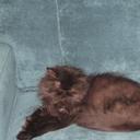 Sandra Pister - @Mischablue123 - Twitter