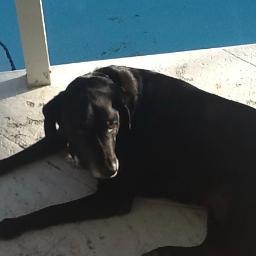 JohnkMoore's profile picture. books, dogs, running