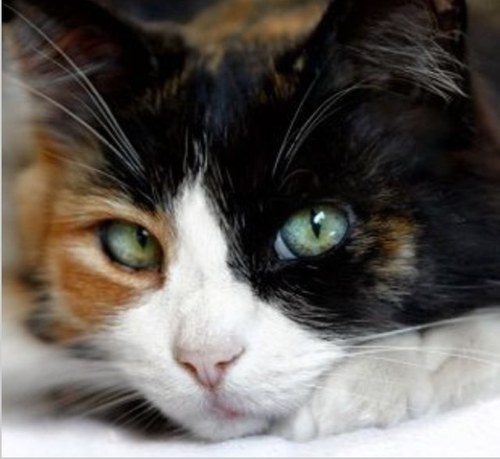Hi! My name is Sparklepool. I am a #single she-cat with green eyes. Likes to help the medicine cats sometimes. I will protect my clan until I join StarClan