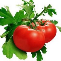 Info Sehat Medika (@lampungherbal) 's Twitter Profile