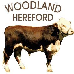 The oldest Hereford Herd in DK & Woodland Gundogs #beefcattel #gundogs #WoodlandDK