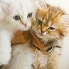www_cats_to's profile picture. ネコが大好きで、ネコのブリーダーさんから、里親希望者さまに、子猫ちゃんたちの橋渡しのお仕事をしています。新着の可愛い子猫ちゃんたちや、ネコさんグッズなどの情報を発信して行きたいです。よろしくお願いします。