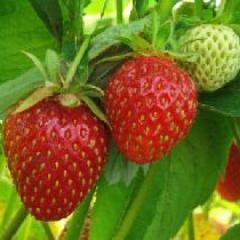 StrawberrySAU69's profile picture. i m friendly