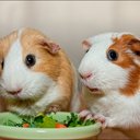 jennifer dickman - @jendickman86 - Twitter