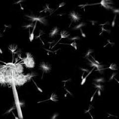 JeanetteMerrit's profile picture. We have to leave everything we have been, a perceiver, I as an individual. That is  enlightenment.-Rama