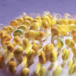 Shirubean's profile picture. 