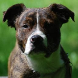 bugz905's profile picture. Chris Ireland = gamer, Jr level designer and all out awesome dude right here yeah boi. currently playing shootmania and smite come get some!