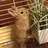 chabo2012's profile image