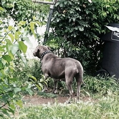 Profile Picture of Big Black Bear (@JamesWa2013) on Twitter