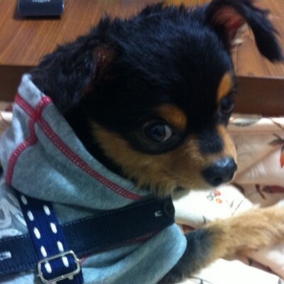 バロン