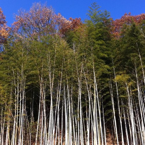 疑惑の医療過誤につき‥明日は我が身の気持で呟く‥多少御批判があるかも知れないが,医療過誤を疑われた場合,医療の安全に照らし,杜撰な対応の説明で済ますのは決して許されず,医療従事者等は過誤の疑い事例を真摯に受け止め,説明を尽くすべき‥診療録の誤記に端を発した医療のカオス! #診療録 #看護記録 #診療報酬明細書 #和歌山