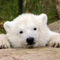 Nicholas Tompanis (@nicktompan) 's Twitter Profile