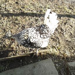 alysiamdm's profile picture. 