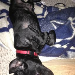 PirowenSWAT's profile picture. 