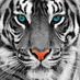 Texas Tigress (@realtxtigress) Twitter profile photo