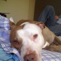 Enrique Samanez (@enriquesamanez) 's Twitter Profile Photo